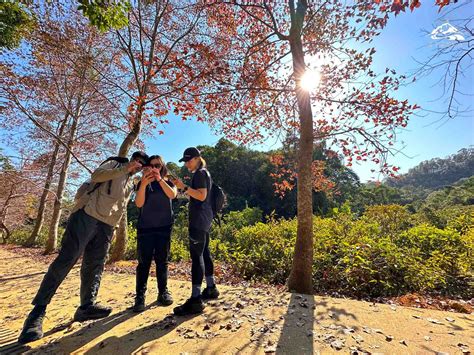 圓墩山|紅葉2024︱圓墩無敵大草原行山 清快塘打卡